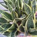 Sansevieria (Svokrin jazyky) ´SUPERBA´ - kont. C1L, výška 20-30 cm